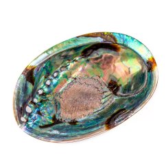 Abalone-Schalen (Paua)