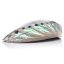 Abalone-Schalen (Paua)