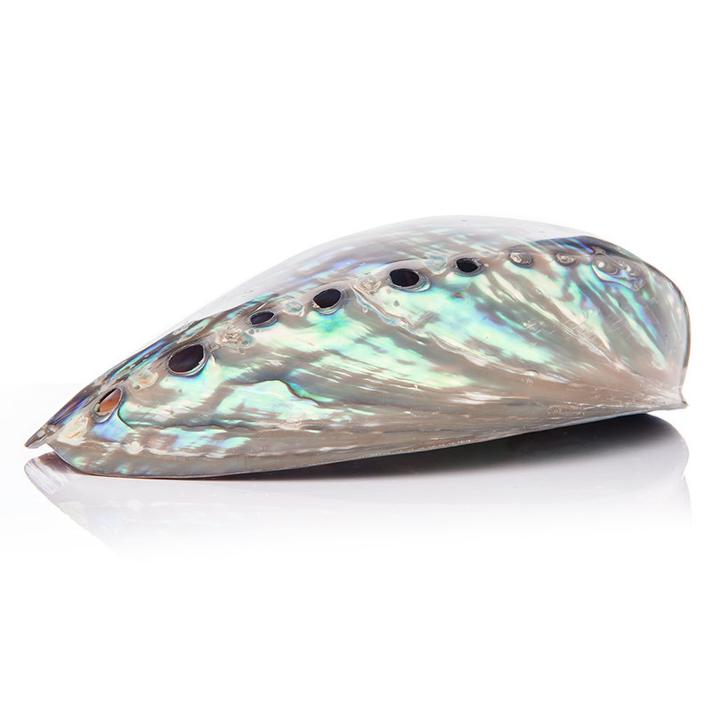 Abalone kagyló (Paua)