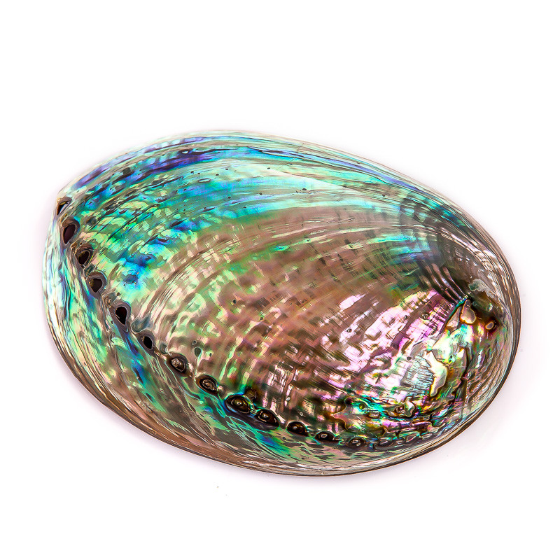 Abalone-Schalen (Paua)