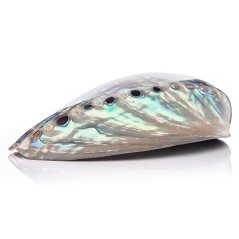 Abalone-Schalen (Paua)