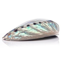 Abalone kagyló (Paua)